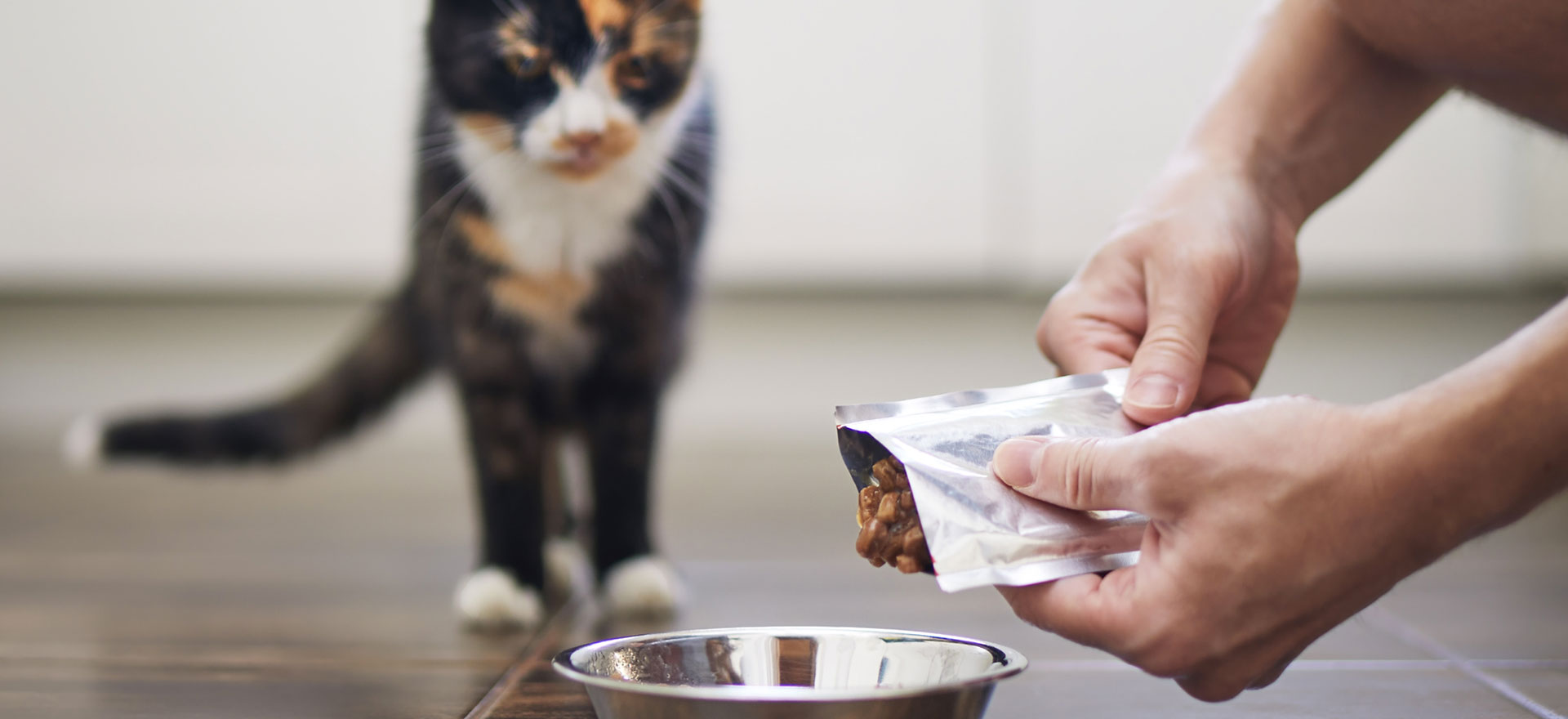 wet-cat-food-uk-explorer